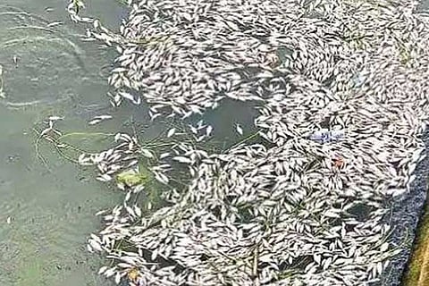 The dead fish in Ambattur lake on Saturday