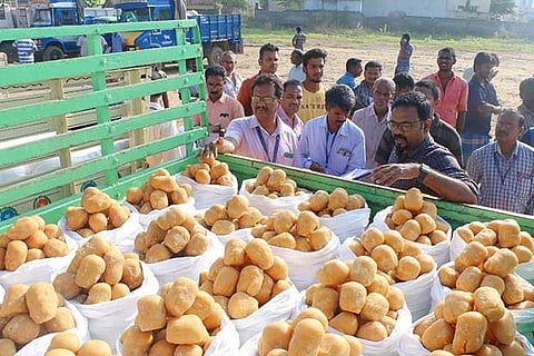 Officials of the Food Safety Department check jaggery balls brought for auctioning in Salem
