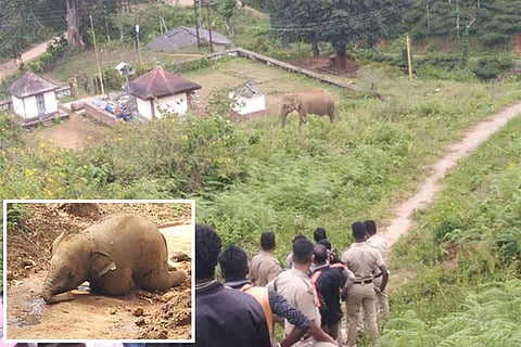 Forest department staff monitor the female elephant as it stands guard near its dead calf (inset)
