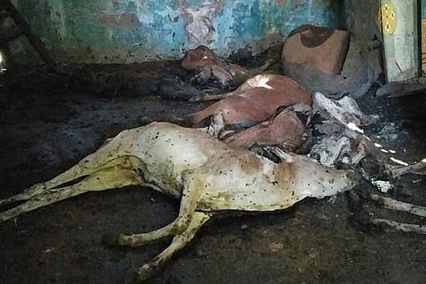 The carcasses of the cows found in the locked house in Keerapakkam village near Guduvancherry