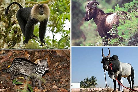Animal species from TN on the brink of extinction