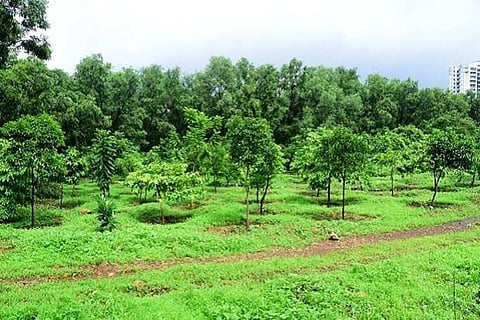 Aarey protest: Mumbai Metro claims it planted 24,000 trees
