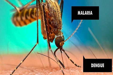 TN records over 1,000 cases of malaria this year