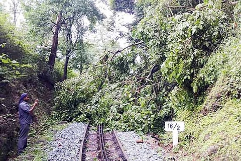 Uprooted trees on NMR track