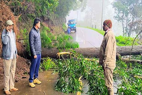 The huge tree that was uprooted in heavy rain blocking the Kotagiri Road on Sunday