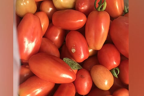 Stockpiles of tomatoes? UK retailers bristle at demands of no-deal Brexit