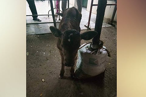 One of the calves that was rescued
