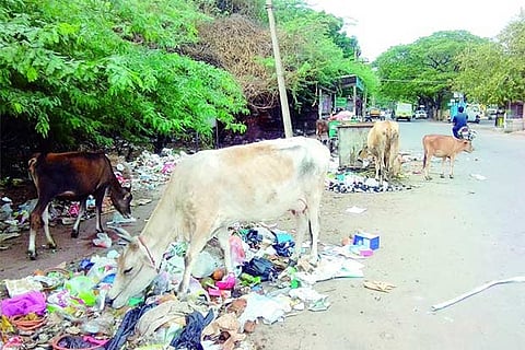 Cattle feeding on waste dumped on the road