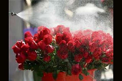 Roses, roses all the way