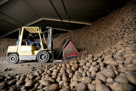 With no fries sold, Dutch farmers face billion kilo potato pile