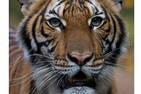 Nadia, the 4-year-old Malayan tiger that tested positive.