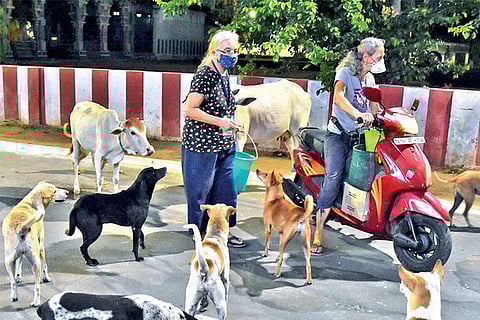 Elaine Philphott and Cristina Wong are known for initiatives towards welfare of the strays