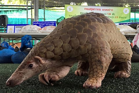 Tamil Nadu emerging as hotspot for pangolin trafficking, researchers warn