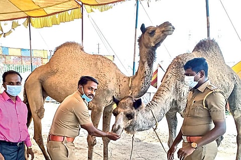 Police officials feeding camels that were left stranded along with the circus crew in Tiruvallur