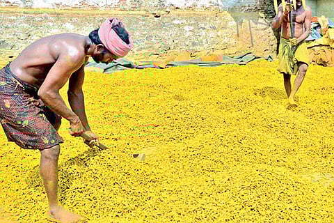 Erode farmers with turmeric harvest