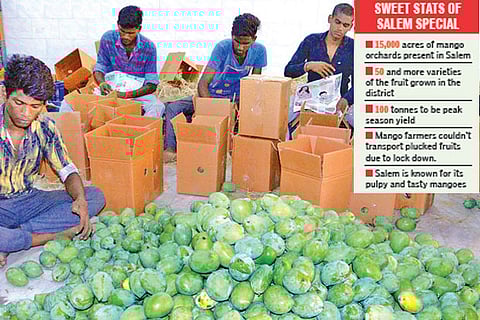 Mangoes being segregated and packed in cartons in Salem for sale (File photo)