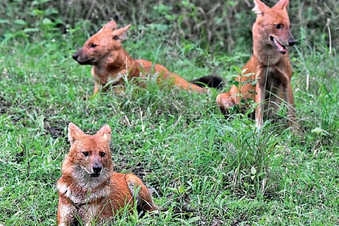 Wild dogs at revenue land near Gudalur, The Nilgiris district