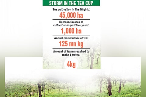 Small growers wait to resume tea production