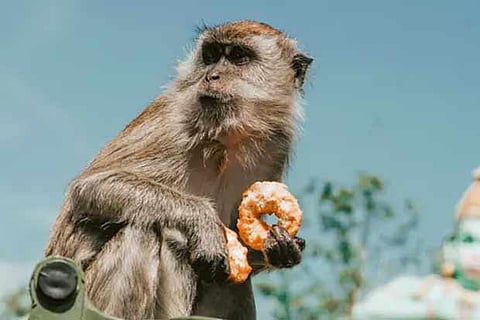 Delhi cops feed hungry birds, monkeys to help them survive lockdown