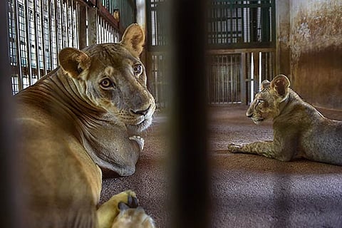 Govt asks states, union territories to maintain zoo, nurseries
