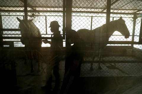 Thailand begins mass vaccination of horses to curb African Horse Sickness spread