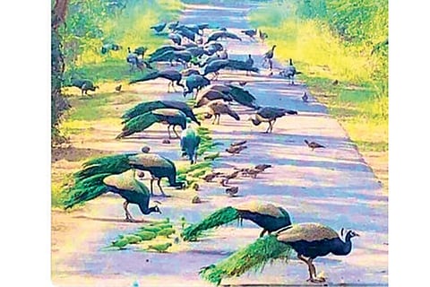 Flock of peacocks, not a ‘lockdown sighting’