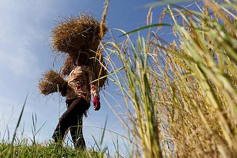 Wheat harvesting in full swing in Punjab, Haryana, near to finish elsewhere