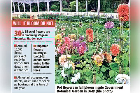 Pot flowers in full bloom inside Government Botanical Garden in Ooty (file photo)