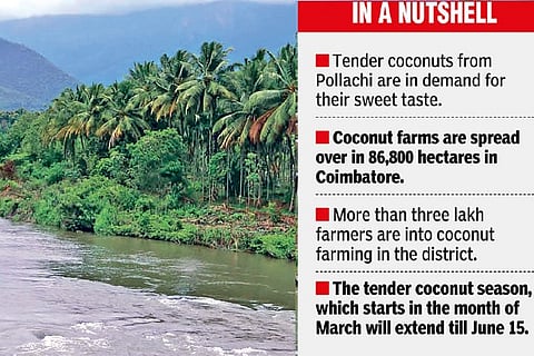 Pollachi tender coconut growers in doldrums as virus hits seasonal sales