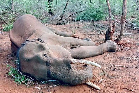 The jumbo, which died in Coimbatore forest on Friday