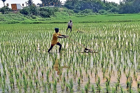 Farm workers in action at a kuruvai paddy field in Tiruchy on Tuesday