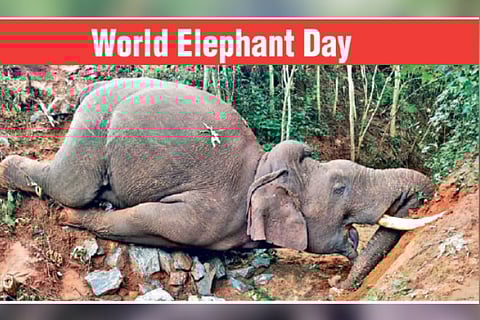 An elephant which died after falling into a trench at Anaimalai in Pollachi (File photo)