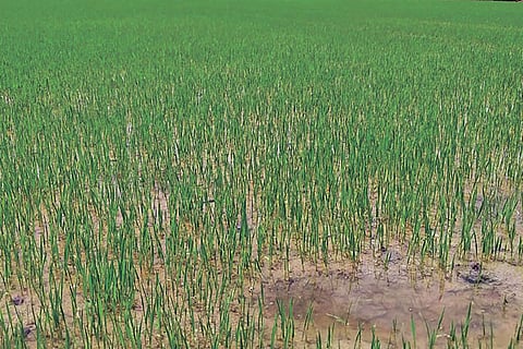 A lush green field with samba nurseries in Thanjavur