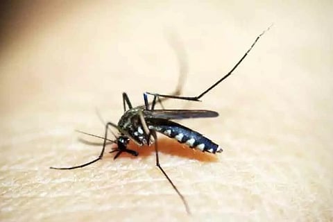 Spain reports 1st West Nile virus death in 2020
