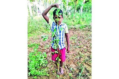 A boy holding groundnut plant which has grown like a vine in Ranipet