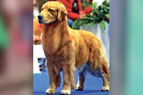 World champ dog Santiago suffers severe burns in fire accident