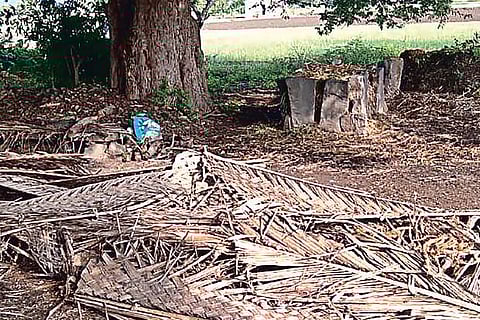 Rajendran?s field in Perambalur.