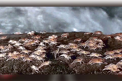 When shrimps leave safety of water and walk on land