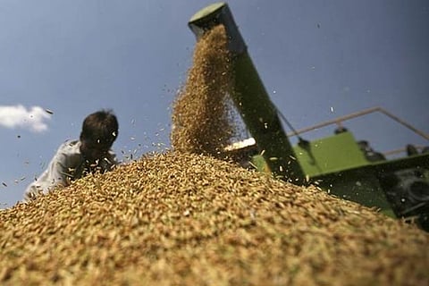 FCI must prioritise poor states for procuring foodgrains at MSP: Economist