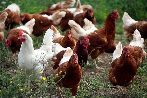 Germany orders 29,000 chickens culled after bird flu found on farm