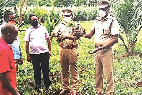 Tiruchy prison inmates and officials harvest shallots on Saturday.