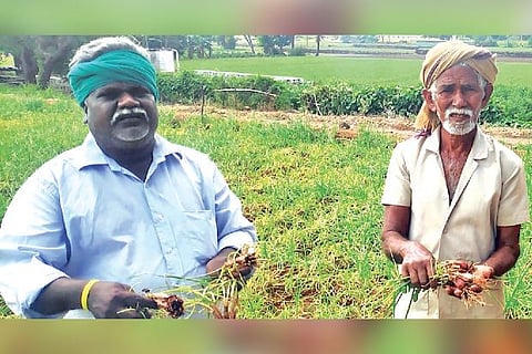 Farmers show the infected shallot crops in Irur, at Perambalur district
