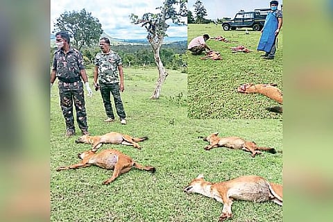 Carcasses of poisoned wild dogs