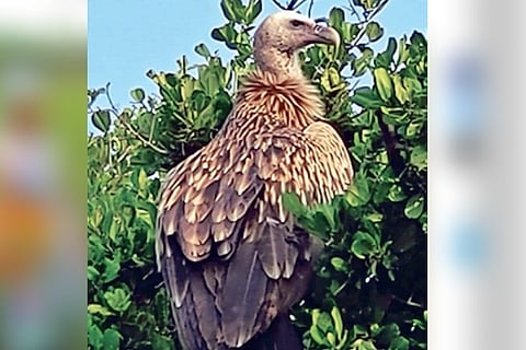 The Himalayan vulture roosting at Point Calimere in Nagapattinam