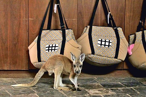 ‘Talking’ to humans, a hop, skip and jump away for kangaroos