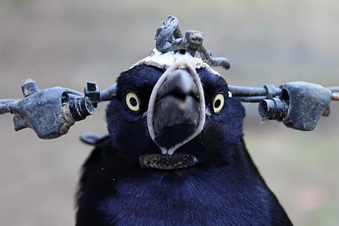 To study blinking, a scientist sought a bird’s eye view