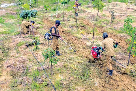 Workers maintain saplings at industrial parks