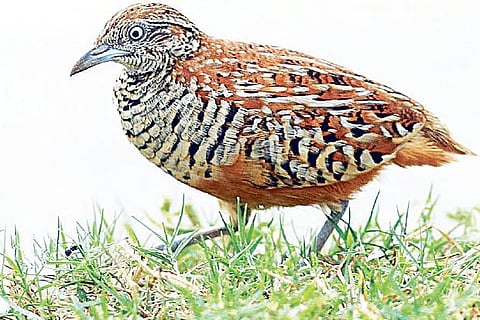 Barred Buttonquail
