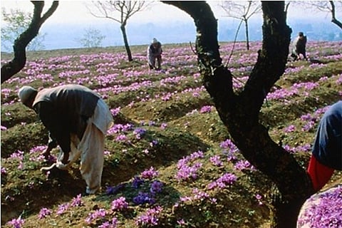 Source:PTI File Photo; Kashmiri Saffron