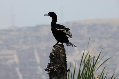 Now Bird Flu plagues Raj as it battles mutant Covid strain